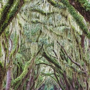 ‎Avenue of Oaks, large