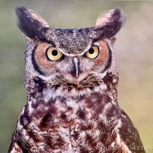 Great Horned Owl