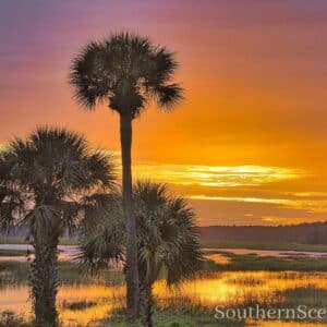 3 Palms at Sunrise