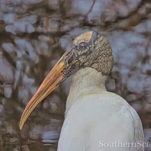 Wood Stork up close