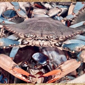 Blue Crab