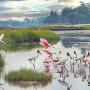 Wildlife