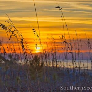 Sunrise thru the beach grass