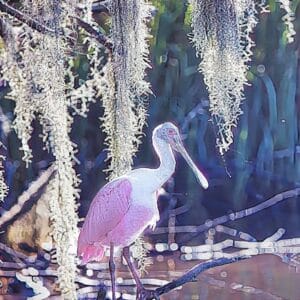 Spoonies in Spanish Moss
