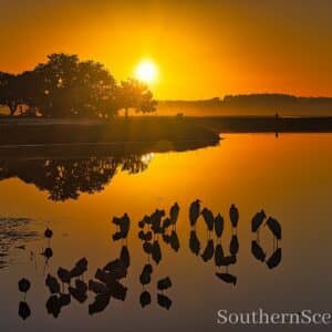 Sunrise enjoyed by some birds