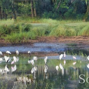 Birds on a Duck Pond