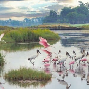 Birds on Duck Pond