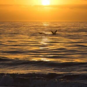 Pelicans at Sunrise