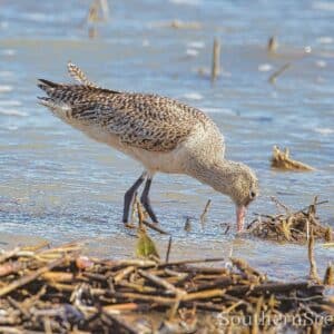 Marbled Godwit at the Beach