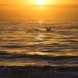 Pelicans at Sunrise