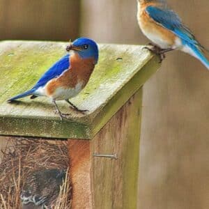 Mom Dad Blue Birds with babies in nest