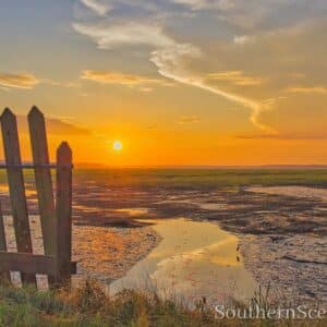 Sunrise and Rice Trunks