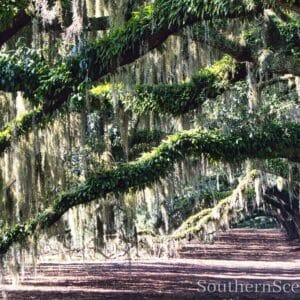 Avenue of the Oaks 4