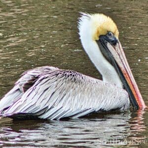 Pelican swimming