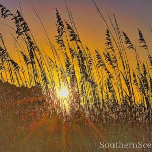Sunrise in the Shore Grass