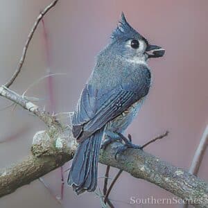 Tufted Titmouse with a seed