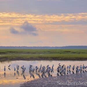 Birds at Sunrise