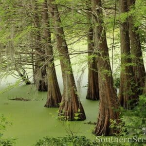 Cypress Wetlands moss on the water