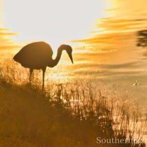 Heron at Sunset