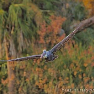 Pelican in flight 1