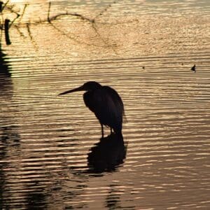 The Early Bird
