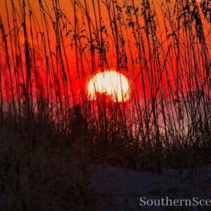 Sunrise thru Sunrise Plants