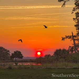 Sunrise and Egrets