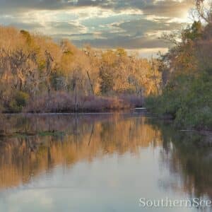 Winter Morning on a Pond