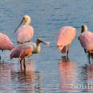 Spoonies at Sunset