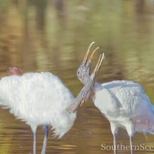 Wood Storks Courting