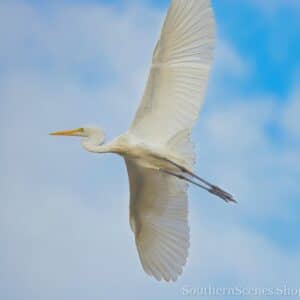 Translucent Great Egret