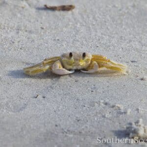 A Ghost Crab on the beach