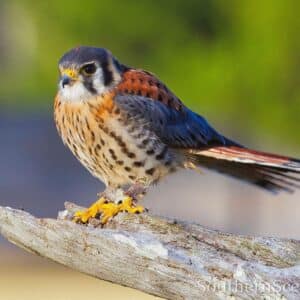 American Kestrel