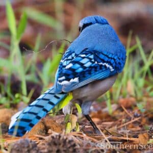 Blue Jay