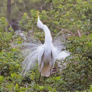 White Egret Mating Ritual