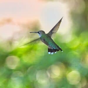Hummingbird in Flight
