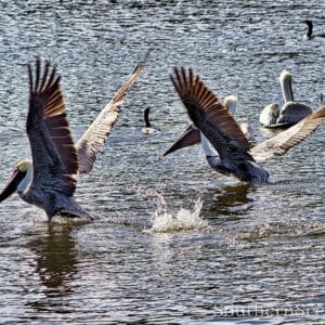 Pelicans Taking Off