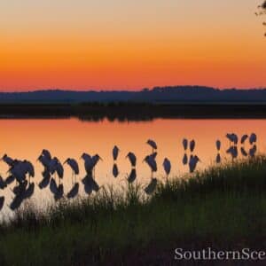 Sunrise and Wood Storks