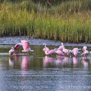 Spoonbills
