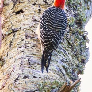 Red-Bellied Woodpecker