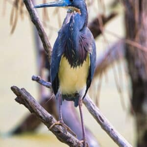 Tri-Colored Heron 2