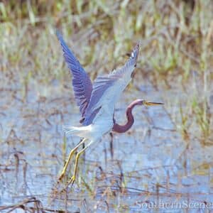 Tri-Colored Heron Take-Off