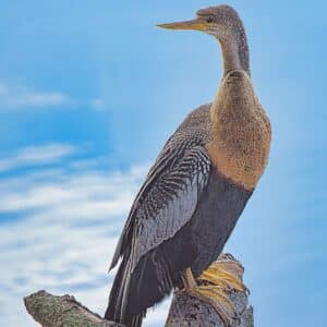 Anhinga up Close