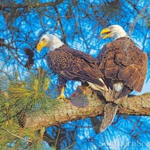 Baldies fighting over a squirrel