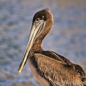 Brown Pelican