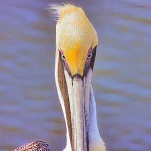 Pelican up close