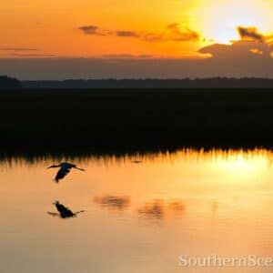 Wood Stork at sunrise