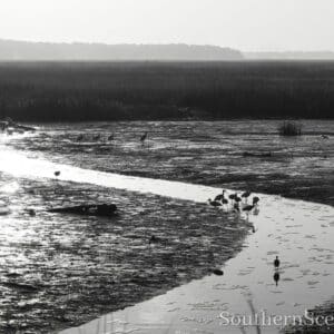 Birds in a small stream