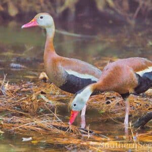 Black-Winged Whistling Ducks