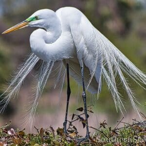 Great Egret in mating season